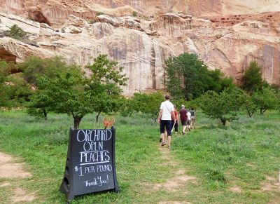 Old orchard in Capitol Reef National Park
