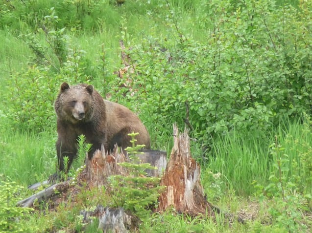 A grizzly bear on a stump.