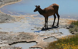 Elk Wildlife Expedition