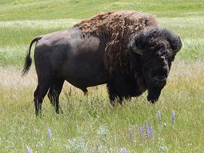 Male bison in Yellowstone National Park