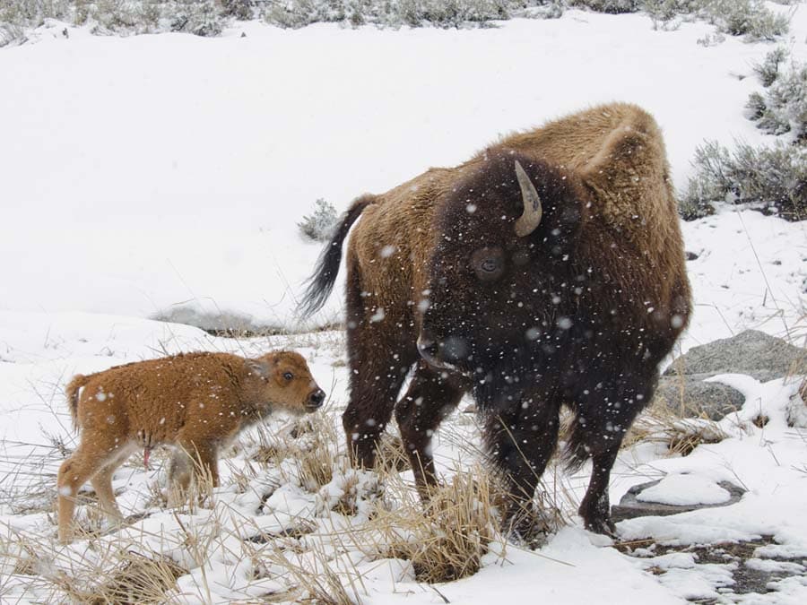 Bison Mother and Calf, Yellowtsone National Park