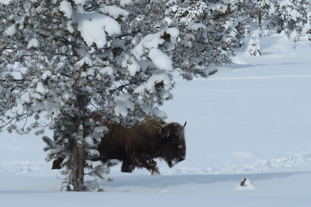 Bison in Yellowstone Winter