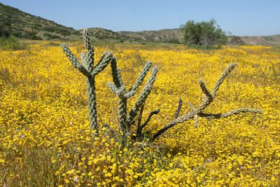 desert cactus with blooming wildflowers