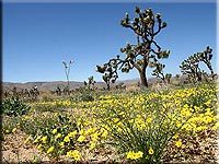 blooming desert at Joshua Tree National Park