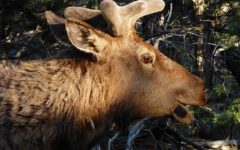 bull elk in spring