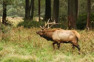 male elk in meadow