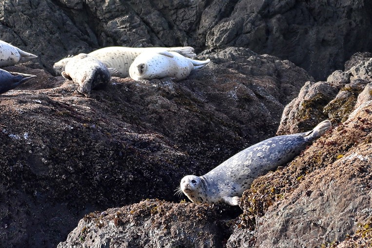 » Harbor Seals, Bandon Oregon