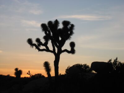 desert cactus at subset
