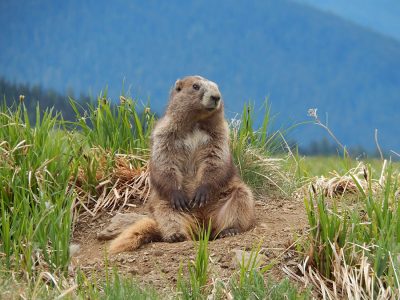 Marmot found in the higher elevations at Olympic NP