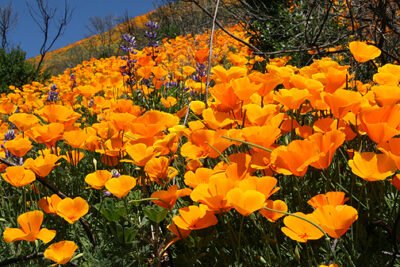 Bright orange California poppies in bloom in the desert