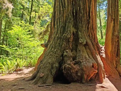 Redwood tree at California Redwood State Park