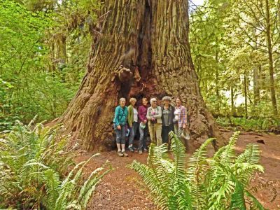 Redwood tree, the tallest in the world