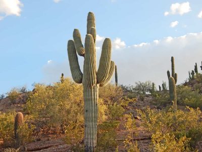 Saguaro Cactus in the Sonoran Desert