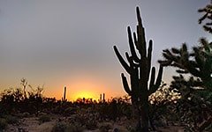 Sonoran desert, Saguaro cactus