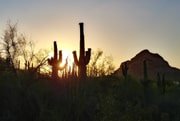 sunset at Saguaro National park