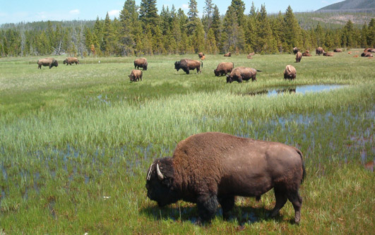 Bison in Yellowstone Park
